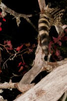 /album/fotogaleria-mamiferos/gineta-8-de-8-jpg/